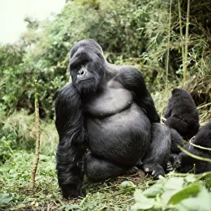 Ape: Mountain Gorilla - Silverback male, Virunga Volcanoes, Rwanda, Africa