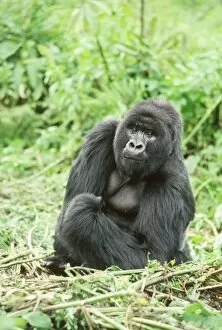 Images Dated 14th October 2009: Ape: Mountain Gorilla - Silverback male, Virunga Volcanoes, Rwanda, Africa