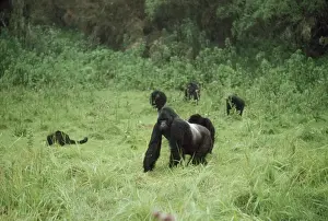 Diurnal Prints: Ape: Mountain Gorilla - Silverback male and family group