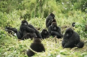 Images Dated 19th October 2009: Ape: Mountain Gorilla - Silverback male with group resting, , Virunga Volcanoes, Rwanda, Africa