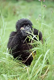 Ape: Mountain Gorilla - young female feeding, Virunga Volcanoes, Rwanda, Africa