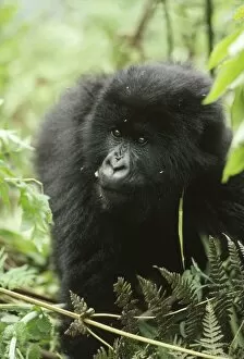 Images Dated 19th October 2009: Ape: Mountain Gorilla - young male, Virunga Volcanoes, Rwanda, Africa