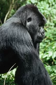 Images Dated 14th October 2009: Ape: Mountain Gorilla - young Silverback male, Virunga Volcanoes, Rwanda, Africa
