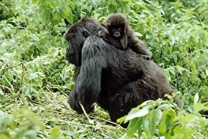 Images Dated 14th October 2009: Ape: Mountain Gorillas - female with infant on back, Virunga Volcanoes, Rwanda, Africa