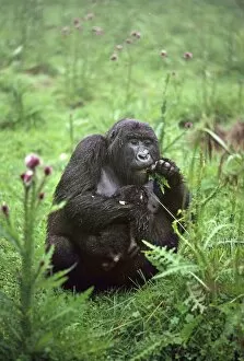 Diurnal Gallery: Ape: Mountain Gorillas - female with infant feeding on thistle