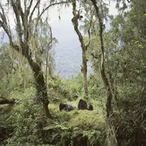Diurnal Prints: Ape: Mountain Gorillas (Gorilla g)