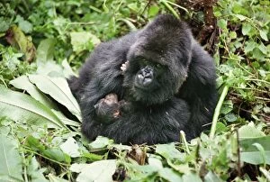 Ape: Mountain Gorillas - mother Amareba with newborn infant