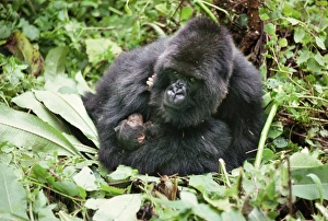 Ape: Mountain Gorillas - mother Amareba with newborn infant Ape: Mountain Gorillas - mother Amareba with newborn infant