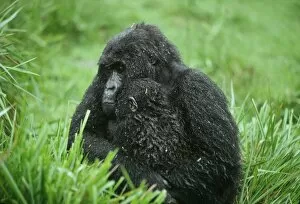 Diurnal Gallery: Ape: Mountain Gorillas - mother with infant in rain