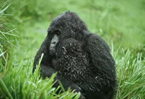 Central Africa Prints: Ape: Mountain Gorillas - mother with infant in rain - Virunga Volcanoes, Rwanda, Africa