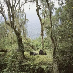 Ape: Mountain Gorillas - Shinda (Silverback male) and family group resting