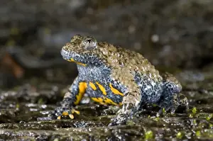 Puzzle Prints: Apennine yellow-bellied toad - endagered italian species - Central Italy