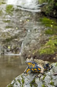 Puzzle Prints: Apennine yellow-bellied toad - in habitat - endagered italian species - Central Italy