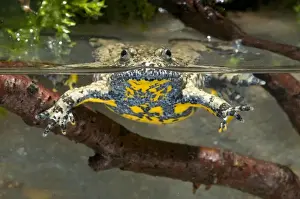 Italy Prints: Apennine yellow-bellied toad - in water - endagered italian species - Central Italy