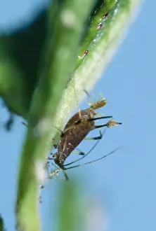 Aphid Prints: Aphid - giving birth South Africa. Fam: Aphididae