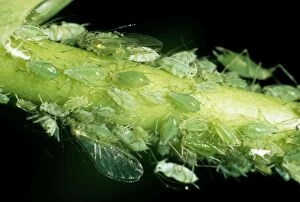 Images Dated 3rd July 2006: Aphid (Greenfly)