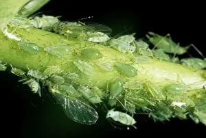 Aphid Prints: Aphid (Greenfly)