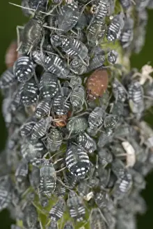 Aphid Prints: Aphids – cluster on stem Bedfordshire UK 001985