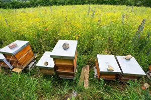 Apiary, bee hives on edge of a flowering meadow, specially planted for honey bees and insects, Hessen, Germany