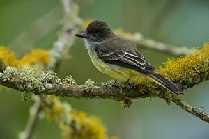 Flycatcher Gallery: Apical Flycatcher, Chicaque Natural Park, Colombia
