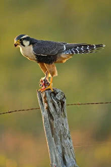 Larry Gallery: Aplomado Falcon (Falco femoralis) adult