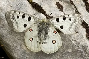 Images Dated 30th August 2014: Apollo Butterfly France