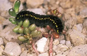 Apollo Prints: Apollo Butterfly Larva USH 332 Caterpillar Parnassius apollo © Duncan Usher / ardea