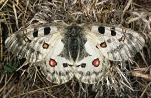 Apollo Prints: Apollo / Mountain Apollo Butterfly - a typical but rare female butterfly that lives only at approx