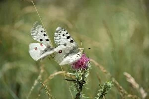 Images Dated 23rd December 2008: Apollo's Butterfly - mating