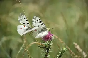 Apollo's Butterfly - mating