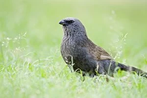 Images Dated 9th December 2003: Apostlebird