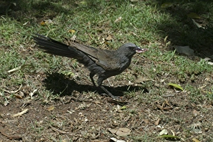Images Dated 24th October 2003: Apostlebird Burke and Wills, Queensland, Australia