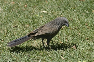 Images Dated 24th October 2003: Apostlebird Burke and Wills, Queensland, Australia