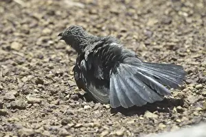 Apostlebird - sunbathing. A gregarious bird often in flocks of about 12 hence the name. Bustling confident and noisy birds. Carpentaria Highway, Northern Territory