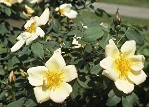 APP-4346 Fruhlingsgold Rose