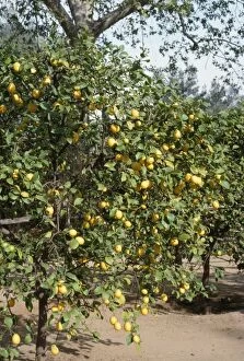 APP-4391 Lemon Tree