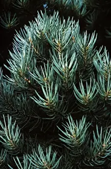 Needles Prints: Pine