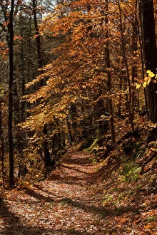 The Appalachian Trail (AT) in autumn