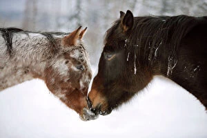 Mixed Gallery: Appaloosa and black Quarterhorse Draft at winter