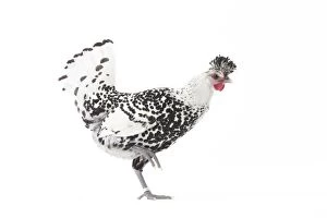 Appenzeller Gallery: Appenzeller Chicken