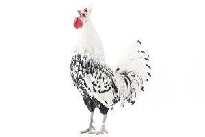 Appenzeller Gallery: Appenzeller Chicken Cockerel / Rooster