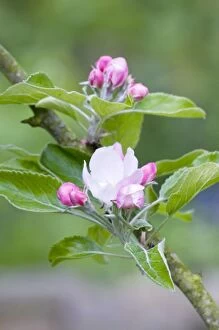 Images Dated 1st May 2009: Apple Blossom