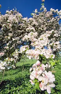 Apple Blossom