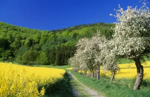 Images Dated 17th March 2006: Apple Blossom - & oil-seed rape field in spring