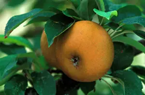 Edible Prints: Apple - Egremont Russet - Victorian walled kitchen garden at West Dean Gardens