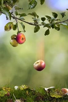 7 Gallery: Apple falling from tree