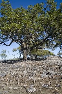 Images Dated 31st May 2006: Apple Mangrove with pneumatophores Kimberley coastline near Sheep Island, Western Australia