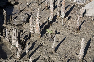 Images Dated 31st May 2006: Apple Mangrove pneumatophores Kimberley coastline near Sheep Island, Western Australia