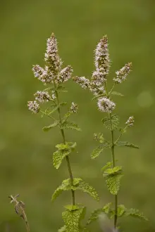 Mint Prints: Apple mint (Mentha suaveolens). Garden