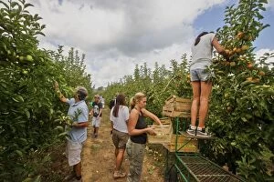 Harvesting Gallery: Apple Orchard apples being picked and collected